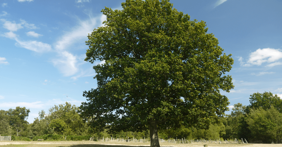 An oak tree in a field on a British trail.