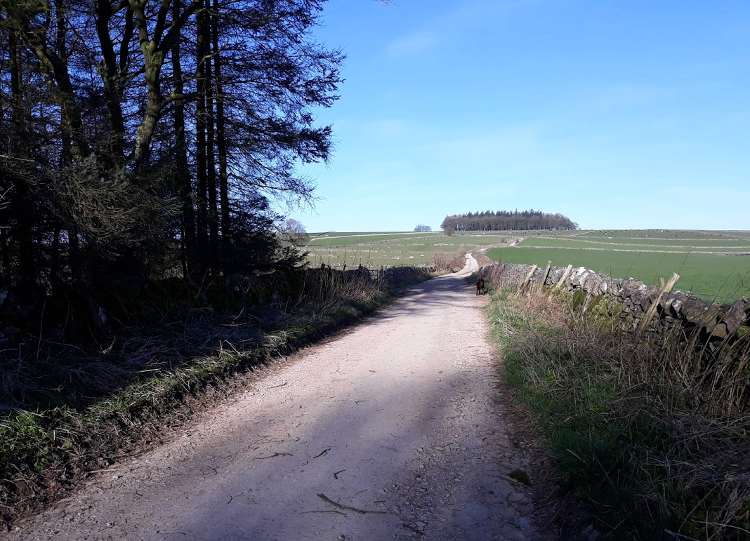 An old farm track through the trees makes a great local walking trail