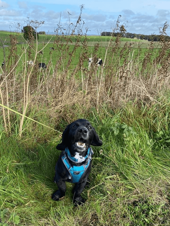 Oscar the spaniel walks the High Peak Trail through Minninglow