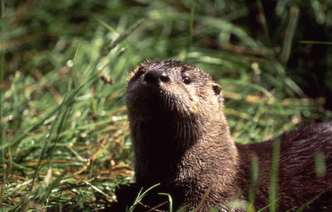 A close-up of an otter on the Thames Path.