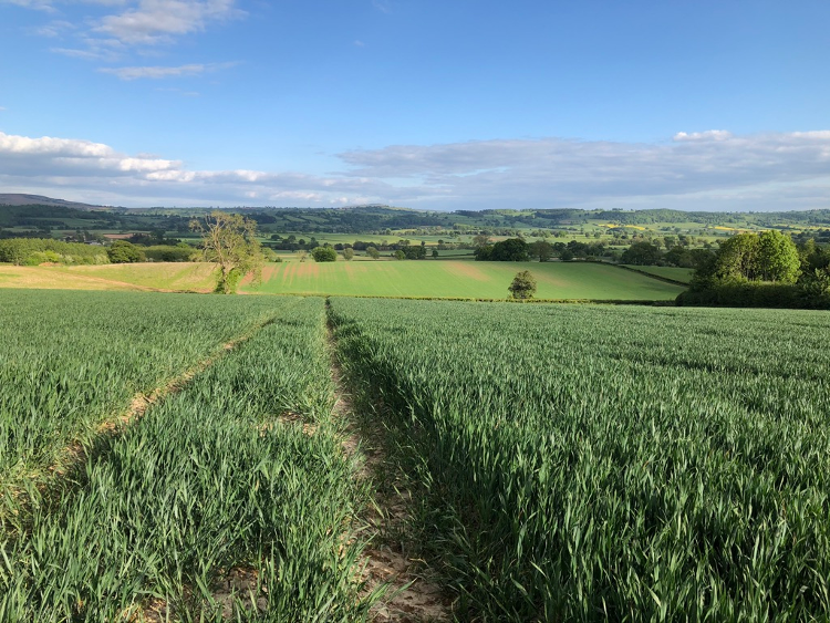 A beautiful walk straight out the door and along this straight path through long grasses