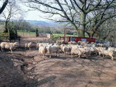 Usk Valley Walk: Penned Sheep