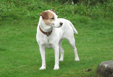 Pip, a long-legged Jack Russel, stands in a field while out guiding a long-distance walk.