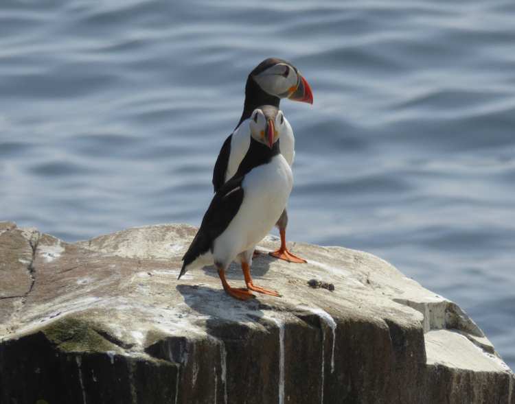Puffins spotted off the coast of the England Coast Path
