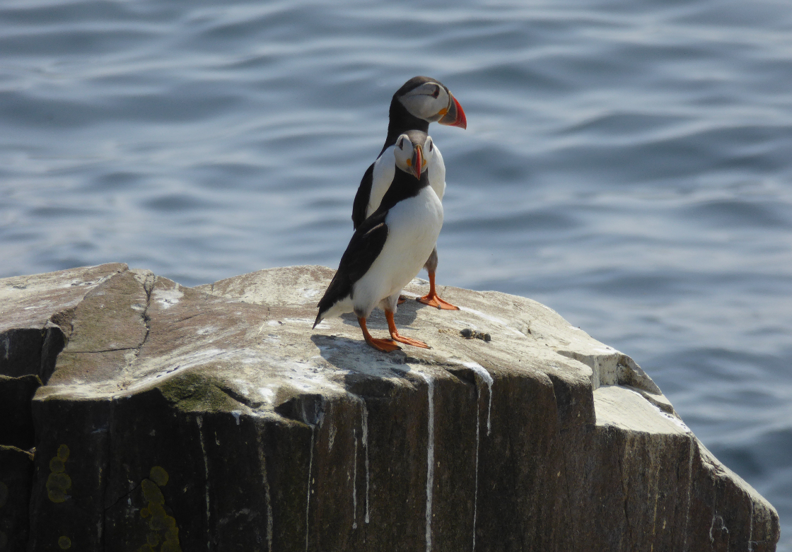 Photo competition fun times runner up: Puffins on Farne Islands by Petra Cullmann