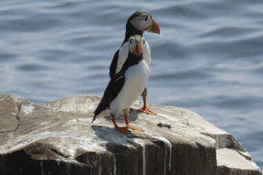 A pair of puffins rest on a rock near the Farne Islands in Northumberland.