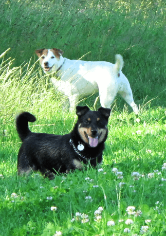 Ralph and Pip hang out in a field