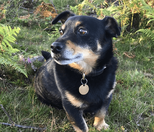 Ralph the dog, a black and orange Lancashire Heeler, sits out in the countryside amongst ferns.