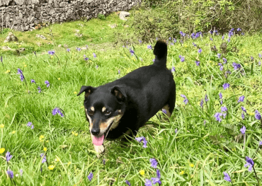 Ralphee, a Lancashire Heeler, trots through a field of bluebells.