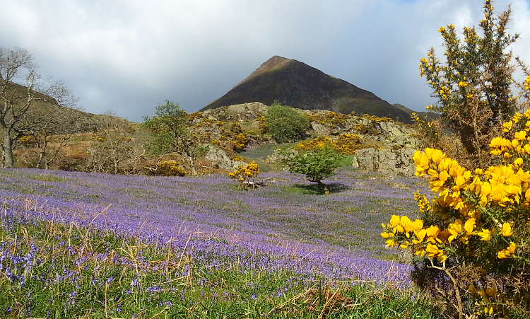 Rannerdale Bluebells in bloom