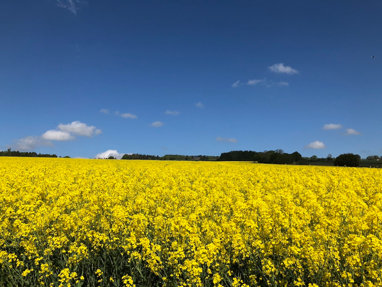 Walking through the rape fields on this walk from the doorstep