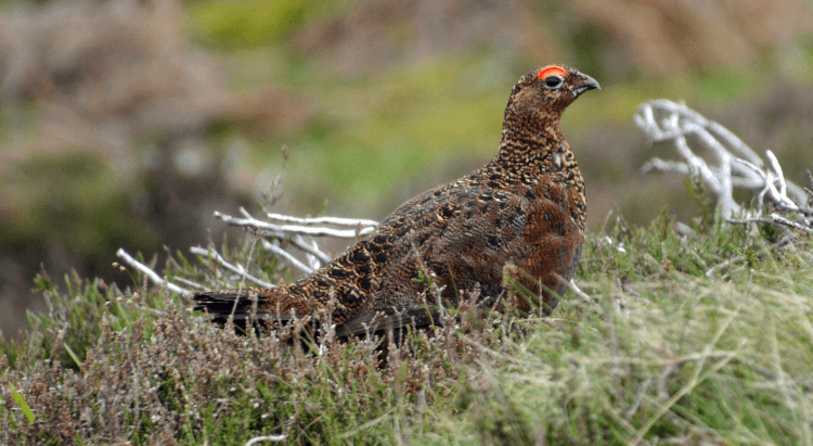 A large brown ground-dwelling bird, the red grouse, stands on moorland.