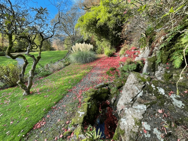 Red leaves are scattered across the pathway through an elaborate stately garden: Rydal Garden in thhe Lake District