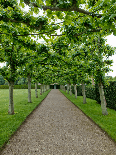 Trees line the path at Sandringham