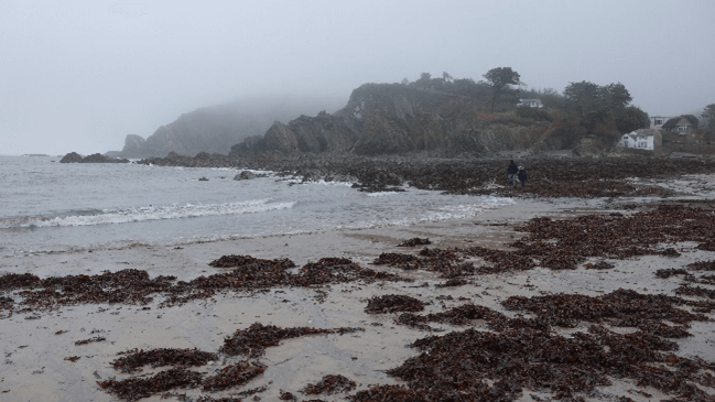 Strings of dark seaweed cover the sand at Lee Bay.