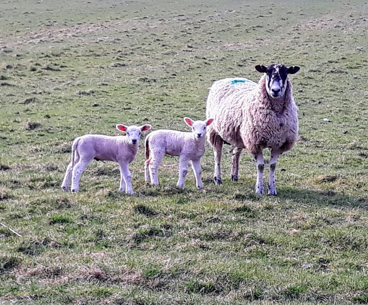 Sheep spotted from a local footpath