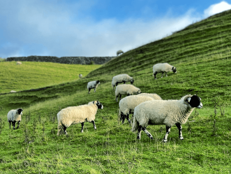 A herd of sheep clamber the steep flank of a ridged hill.