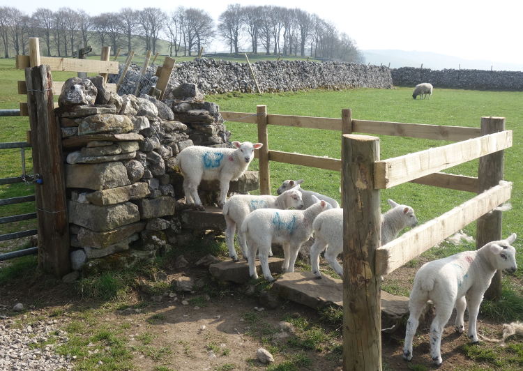 Three Dales Way: Sheep Stile