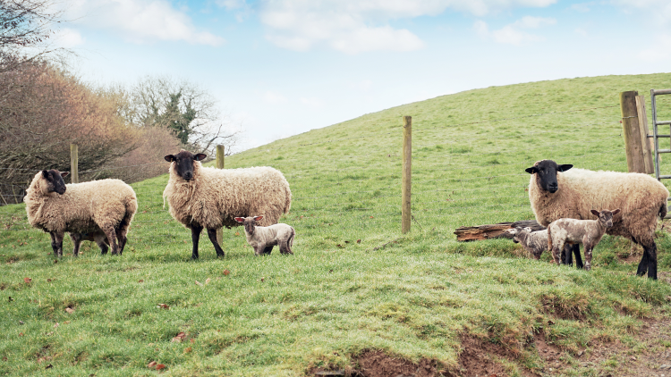 Sheep on the Tarka Trail