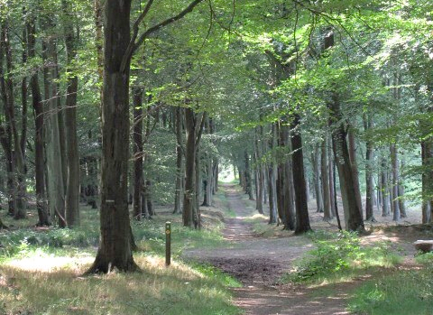 Tree-Lined Path in Shobdon