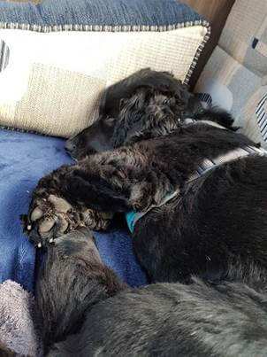 Oscar sleeps off his adventures on the sofa.