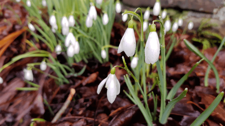 snowdrops-by-slate.png