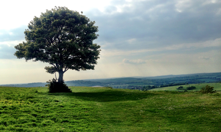 south-downs-way-tree.png