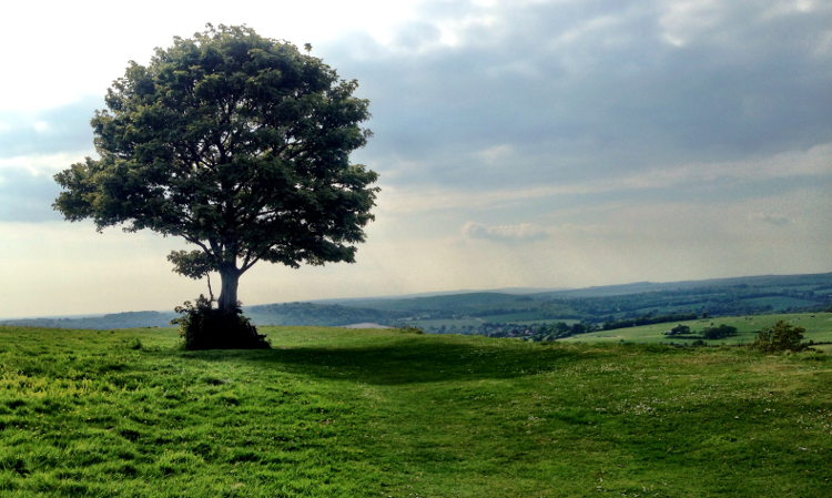 A tree on the South Downs Way