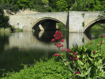 A plant grows in the foreground, with a picturesque stone bridge behind on St Oswald's Way.