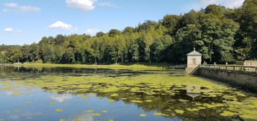 Lily pads grow in a lake at Studley Royal Water Garden