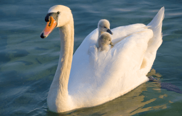 Two signets nestle on their parent's back.