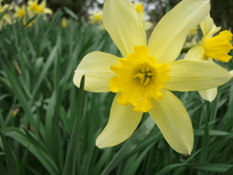 Close-up of a daffodil growing on the South West Coast Path, a great spring walk.