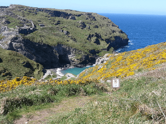 Yellow flowers cover the rocky cliffside in Cornwall.