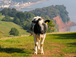A cow peers at the camera, with a town nestled into the coastline visible in the background, part of the South West Coast Path grey-gapper tour.
