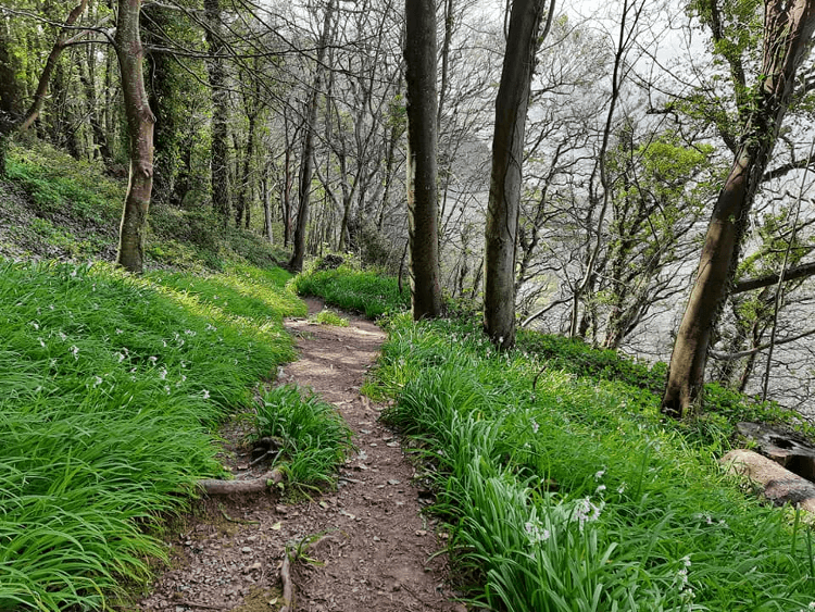 An earth pathway through deciduous woodland crowded with snowbells and bluebells.