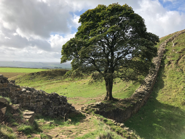 The Sycamore Gap tree stands on Hadrian's Wall Path.