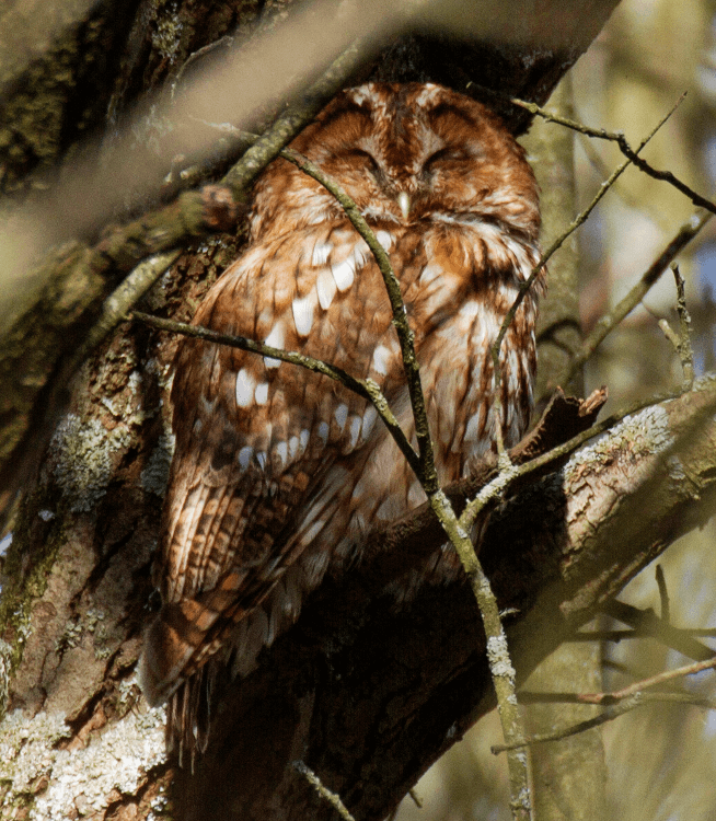 As a nosey hiker, curiously looking around, perhaps you'll spot wildlife like this brown-grey tawny owl, snoozing on a tree branch in daylight.