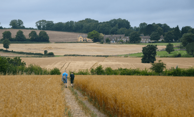Walkers cross a golden field of crops on the Cotswold Way.