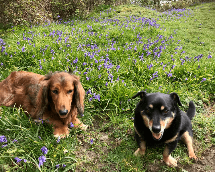 Tia and Ralph sit at the end of a long run of bluebells growing up through the grass.