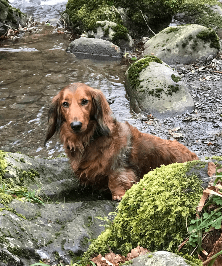 Tia the daschund cools herself in a stream