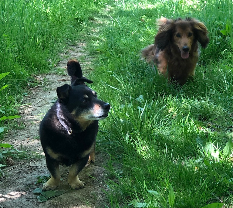 Walking two dogs from the doorstep into the countryside along a dirt track