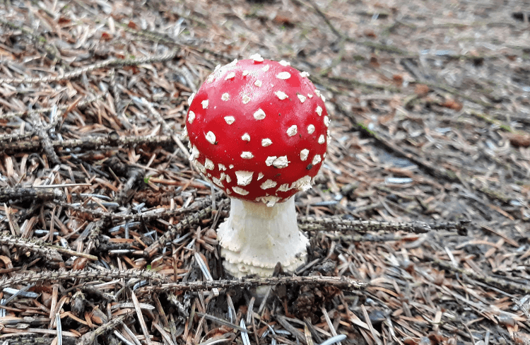 A red toadstool with pronounced white spots.