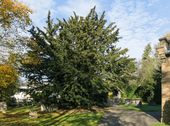 A giant, rounded yew grows in a graveyard. The Totteridge Yew by David Skinner.
