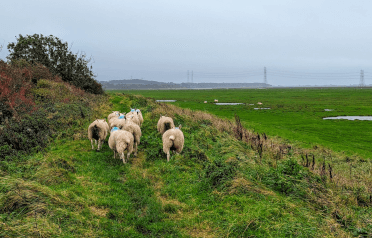 Sheep wander along the path ahead.