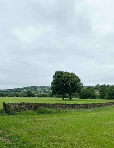 This Slow Ways route crosses a green grassy field, with a tree growing at its centre.