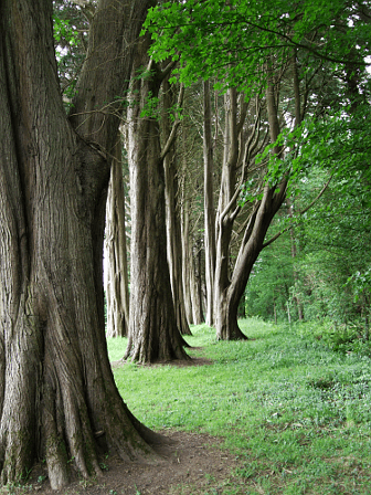 Trees at Plas Newydd by Jim Linwood. A row of impressive tree trunks.