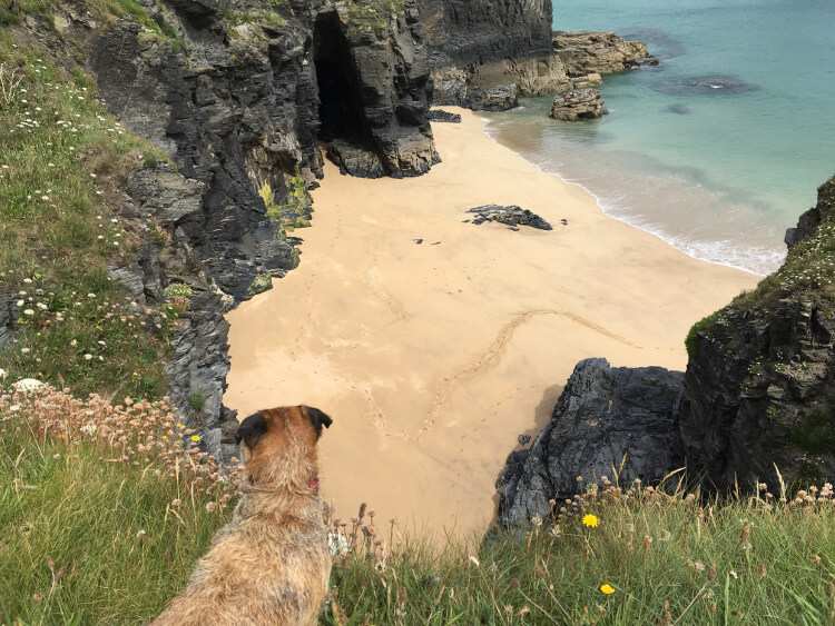 Peering down at the golden sand below Trevone Head on a nature walk through Cornwall.