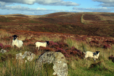 Coast to Coast Routes: Two Moors Way