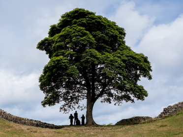 Walkers beneath the famous Sycamore Tree on Hadrian's Wall Path