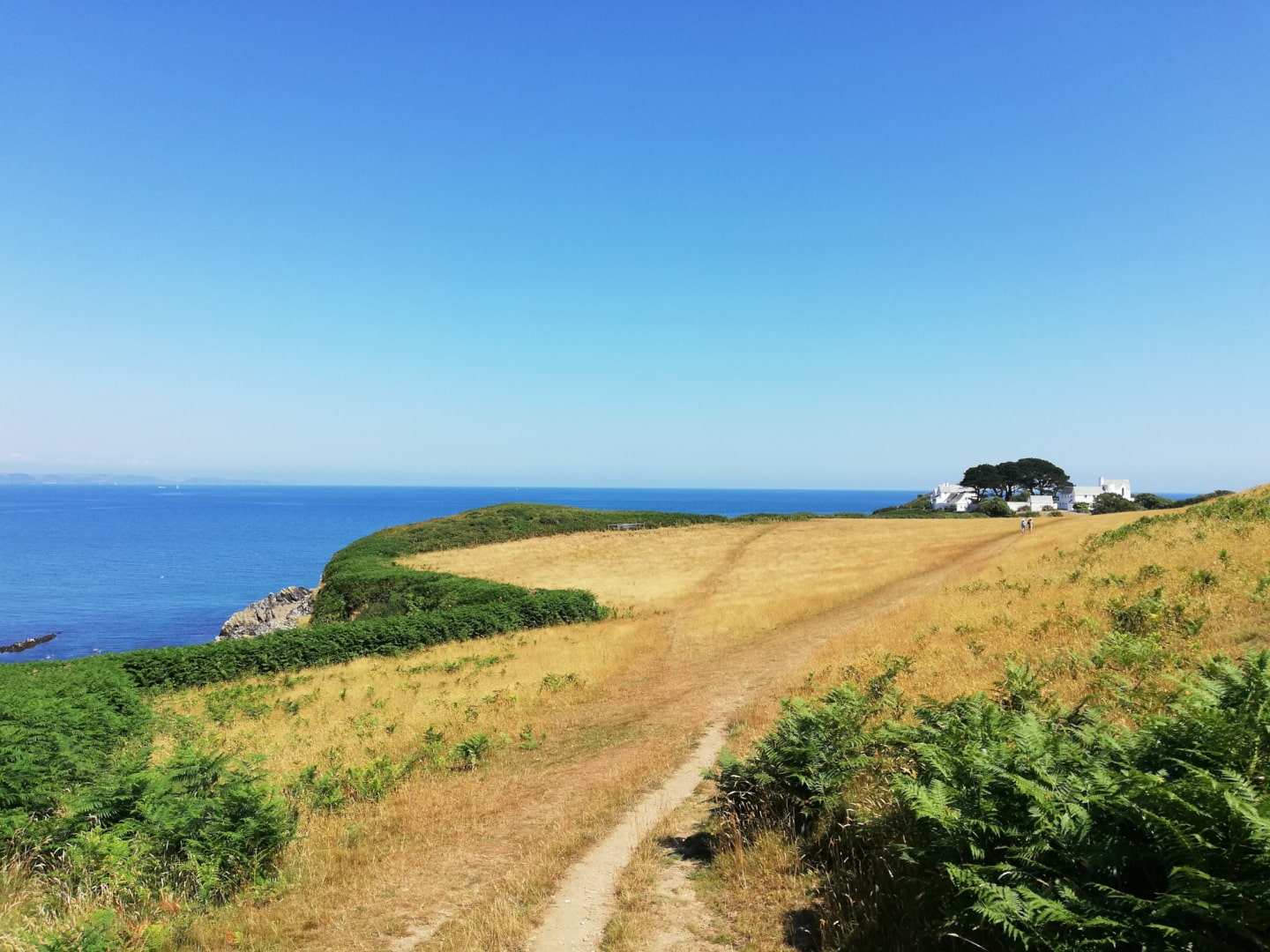 A coastal path through golden grass on the South West Coast Path in Cornwall, with the sea to the left and a white house nestled ahead beneath a tree.